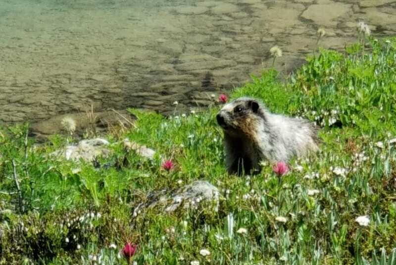 Sunshine Meadows Daily Guided Hike with Gondola - Getting there from Banff: a smooth start matters on a hiking day