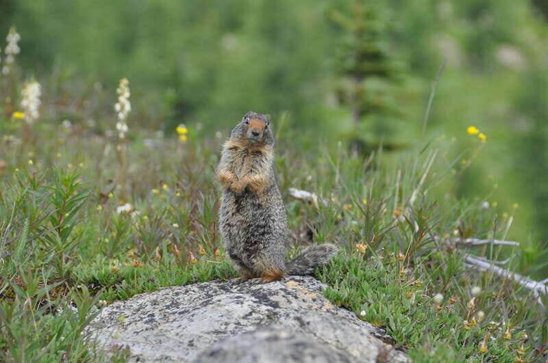 Sunshine Meadows Daily Guided Hike with Gondola - Gondola first: saving your legs, buying you better views