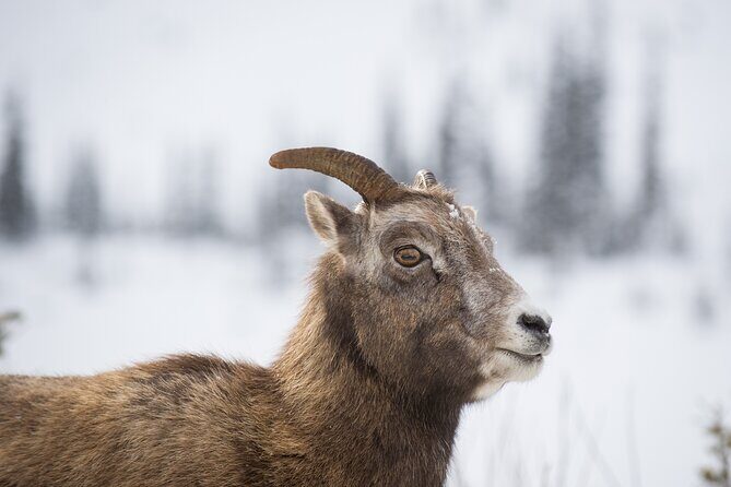 The BANFF NATURE Walk - 2hr Adventure - Key Highlights You’ll Notice Fast