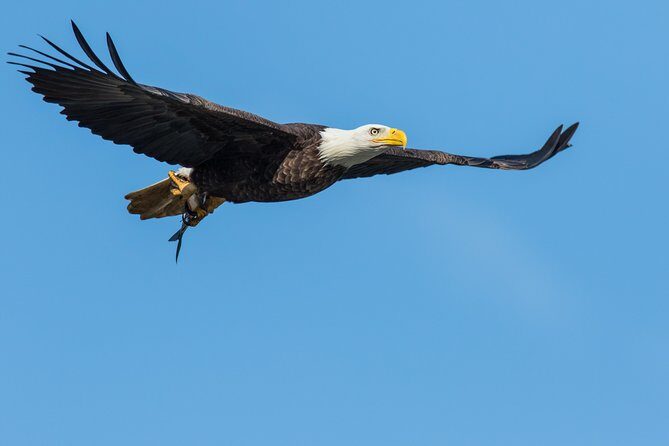 Wildlife on the Bow | Big Canoe Tour - Paddling Time With Guides Like Bree and Ethan