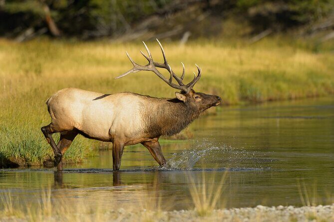 Wildlife on the Bow | Big Canoe Tour in Banff National Park - Price, Value, and Best Fit for Families and Calm Seekers