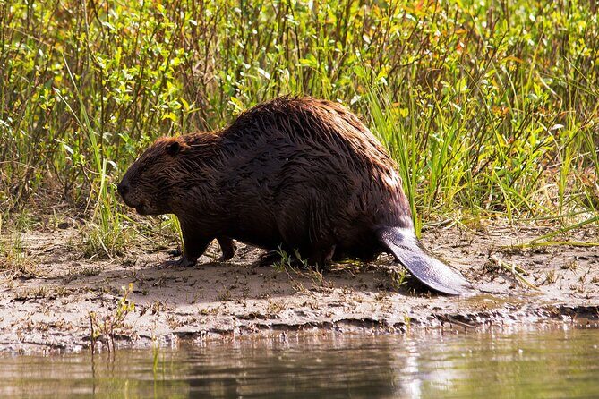 Wildlife on the Bow | Big Canoe Tour in Banff National Park - My Practical Tips for a Better Ride