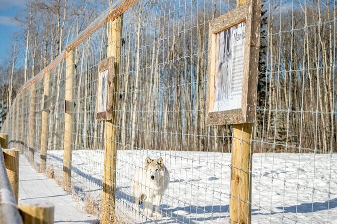 Yamnuska Wolfdog Sanctuary Walk Ticket in Canada - Wolfdog Wisdom sessions at 11:30am, 1pm, 2pm, and 3:30pm