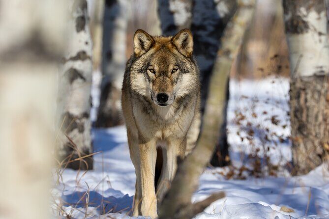 Yamnuska Wolfdog Sanctuary Walk Ticket in Canada - How close is close: howling, enrichment, and wolfdog personalities