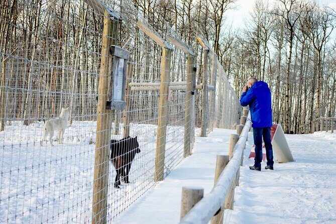 Yamnuska Wolfdog Sanctuary Walk Ticket in Canada - When to go in Banff: timing, weather, and how long you’ll want