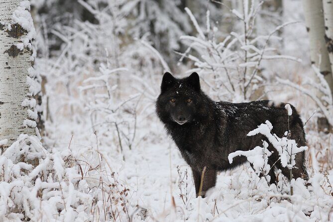 Yamnuska Wolfdog Sanctuary Walk Ticket in Canada - Who this Banff walk ticket suits best (and who may want to rethink)